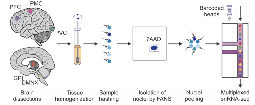 Sample preparation workflow.